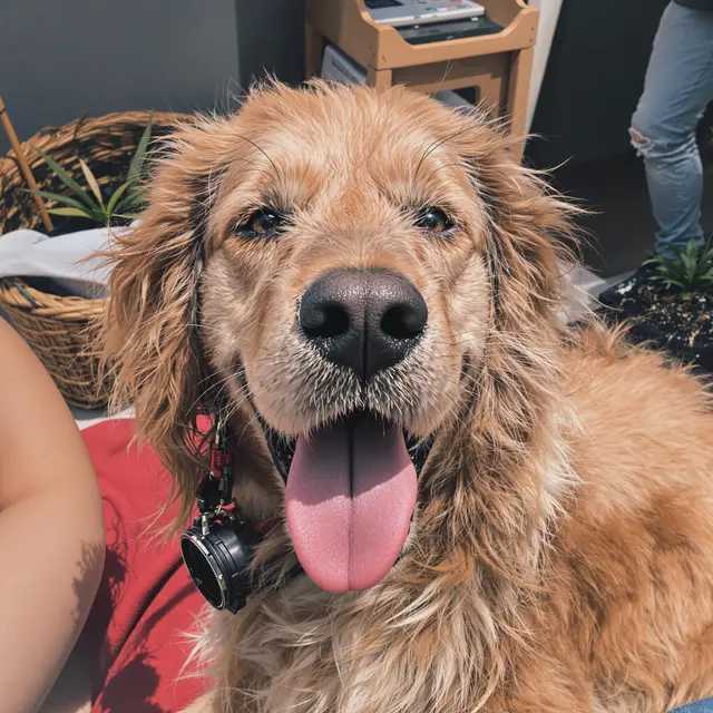 Image tmppaxx3gg0.webp